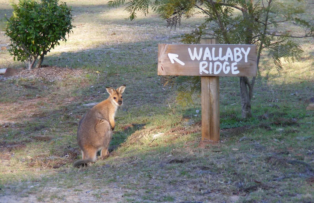 Wallaby Ridge Retreat-1